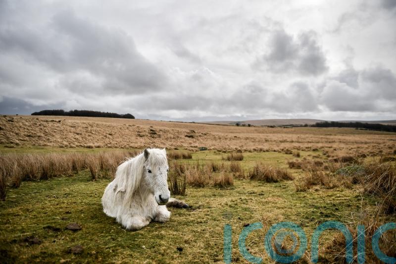 Park authority can appeal against Dartmoor wild camping ruling