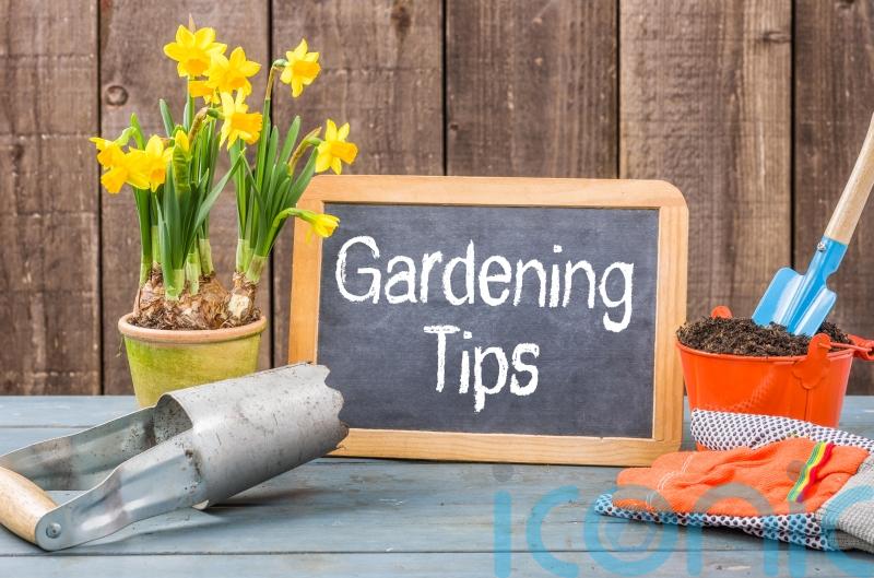 Saving tips for your garden in Waterford