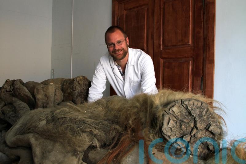 Woolly mammoths ‘evolved smaller ears and fluffier coats over 700,000 years’