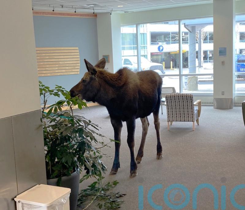 Moose pops into Alaska hospital building to snack on plants