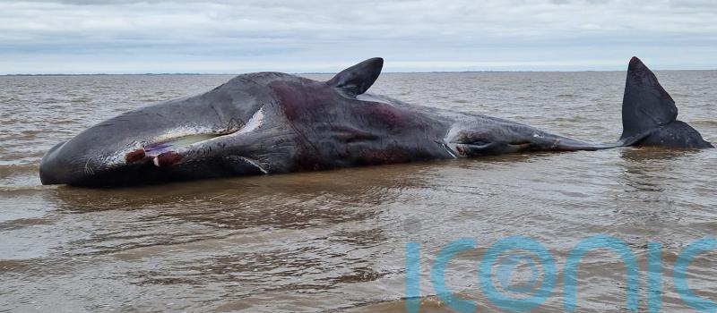 Sperm whale feared dead after becoming stranded on UK beach