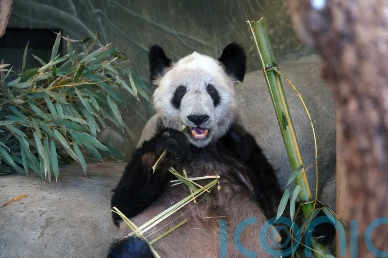 Memphis Zoo bids farewell to panda ahead of return to China