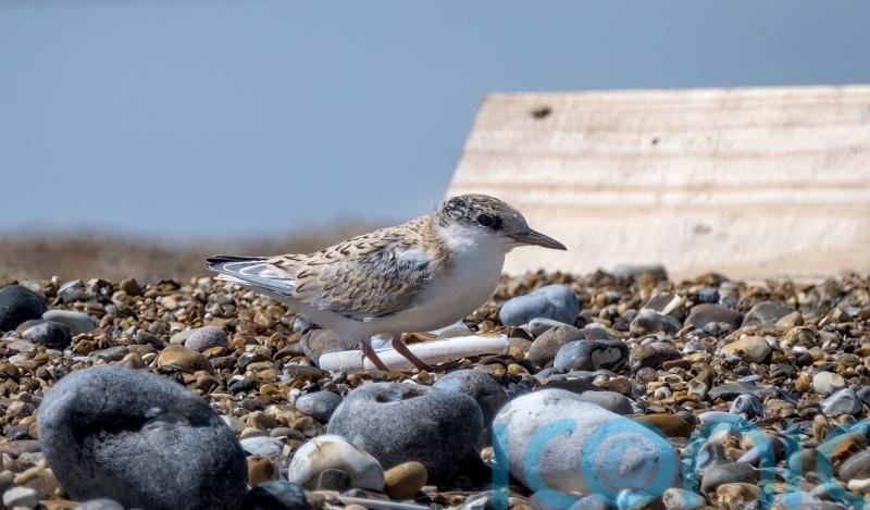 National Trust rangers move into lifeboat house to monitor little tern colony