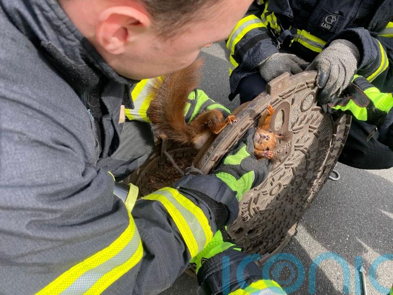 ‘Uncooperative’ squirrel stuck in manhole cover freed by German firefighters