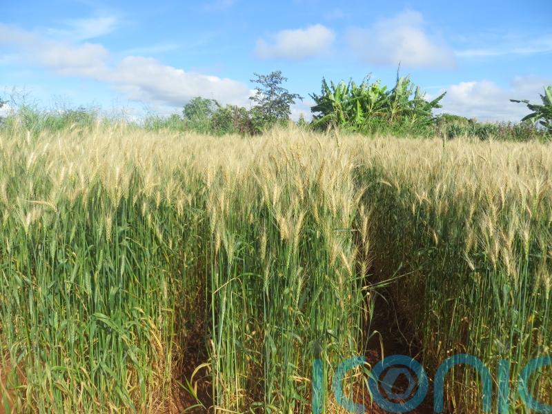 Plant pandemics threatening food of billions, scientists warn