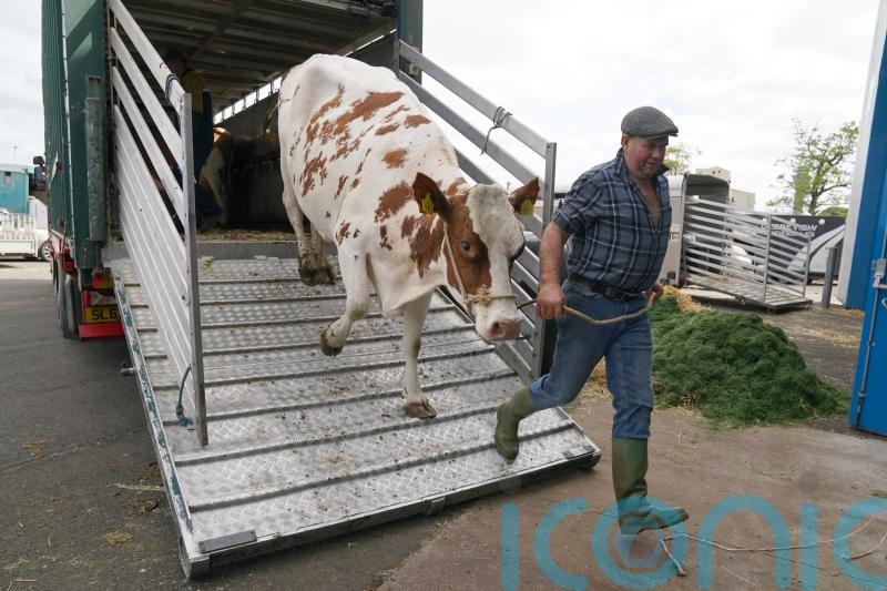 Farmers bringing cattle into Scotland face tighter controls in fight against TB