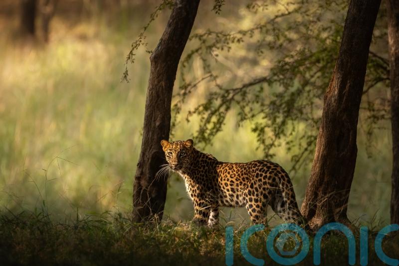 Latest edition of wildlife photobook series smashes crowdfunding target