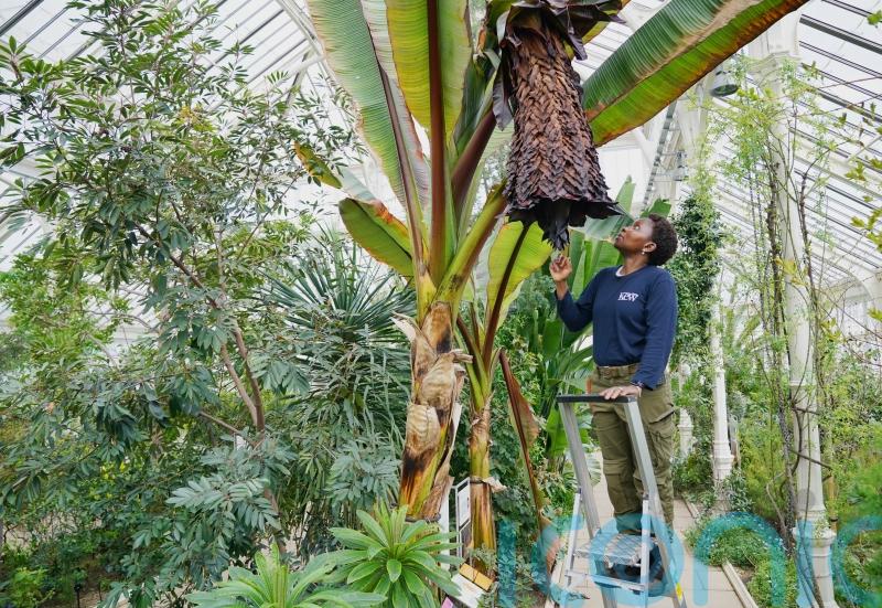 ‘Tree against hunger’ flowers for first time at Kew Gardens