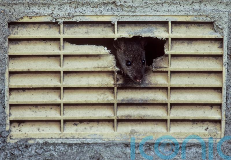 New York City hires rat tsar for ‘wholesale slaughter’ of rodent pests