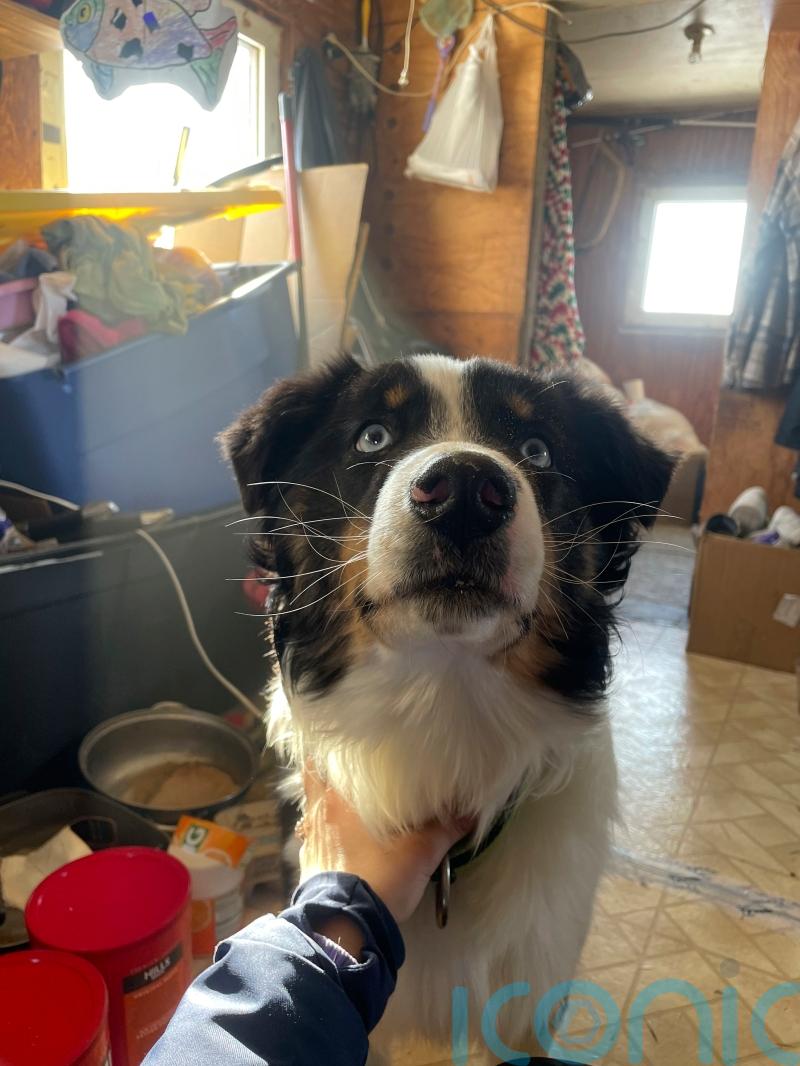 Nanuq arrives home dog-tired after 150-mile odyssey across sea ice