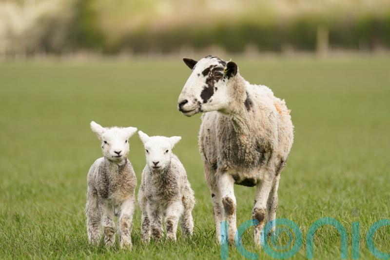 Dog owners warned farmers can legally shoot pets if they threaten livestock