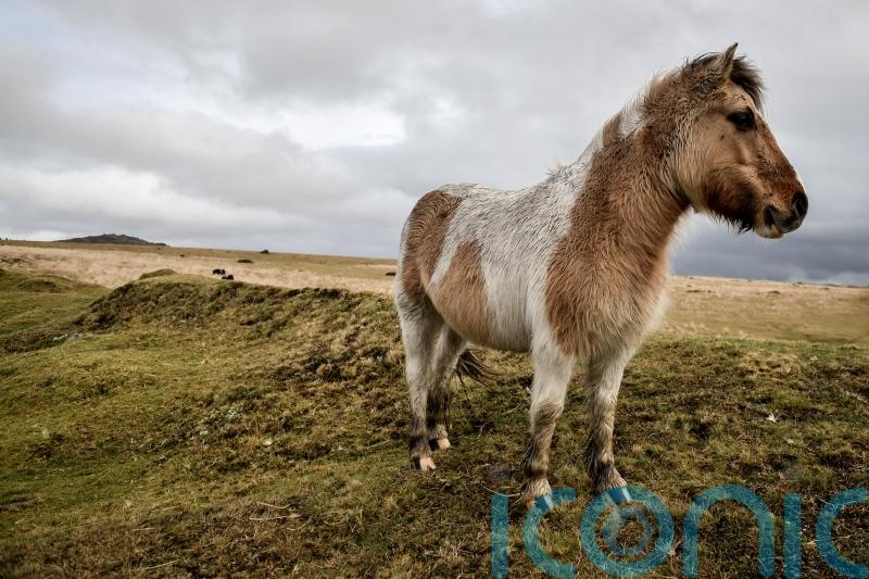Park authority members back appeal against Dartmoor wild camping ruling