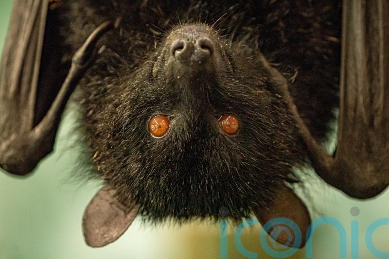 Gardeners urged to protect bats as numbers drop