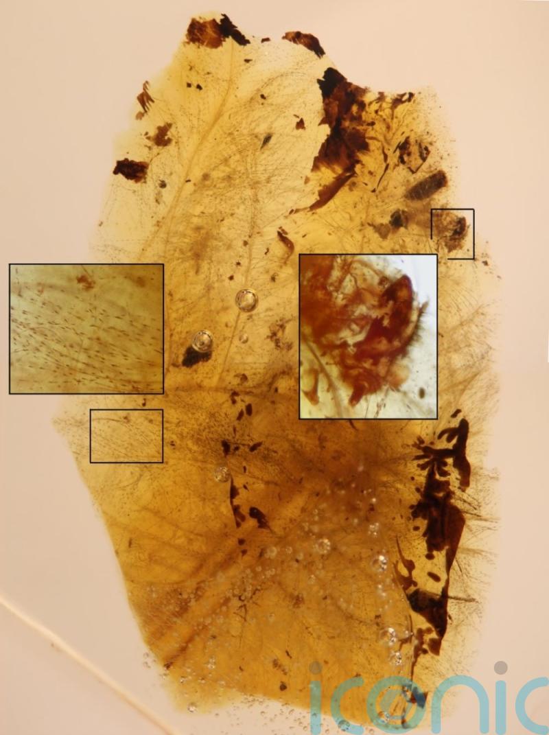 Fossils reveal link between dinosaurs and beetles which fed on feathers