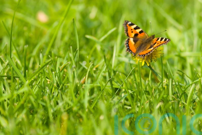 GUIDE: How to bring your lawn in Carlow to life