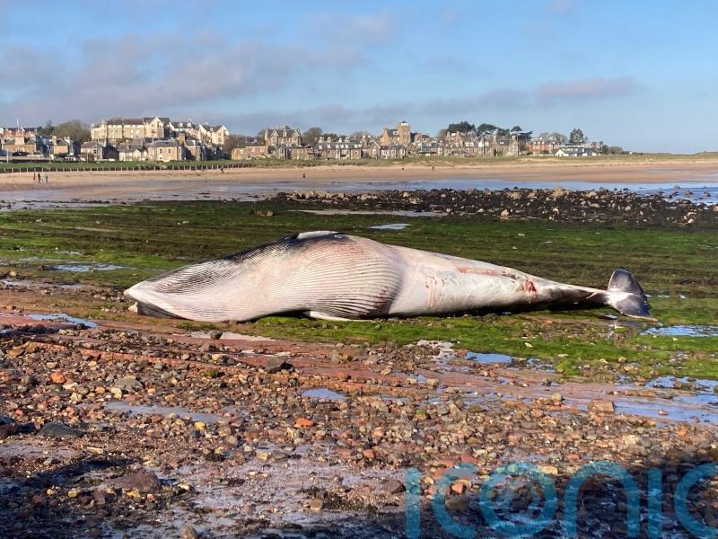 Dead minke whale washes up on Scottish beach