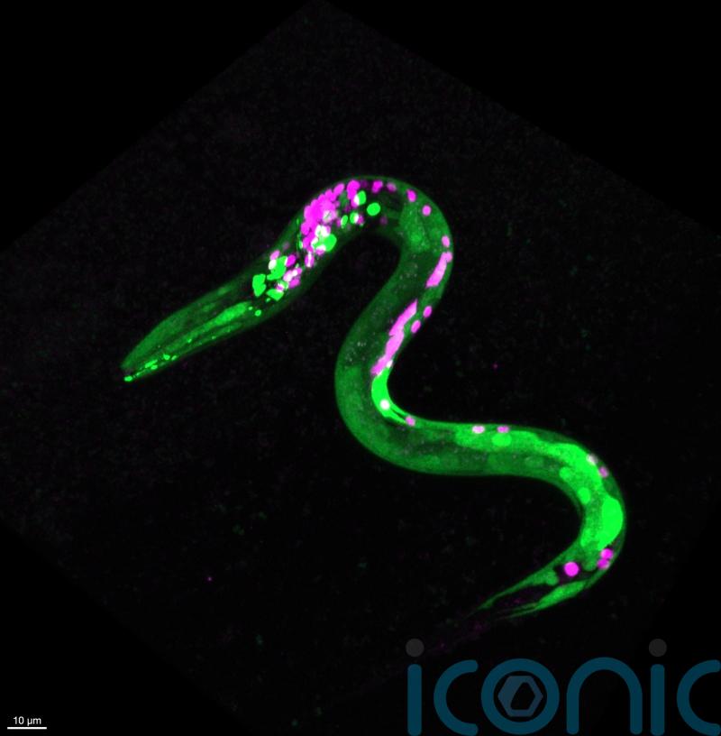 Worms get the munchies after having cannabis-like substance