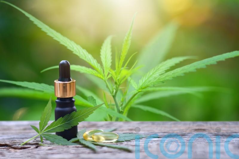 Medical cannabis is ‘industry of the future’ that will create jobs – Tory MP