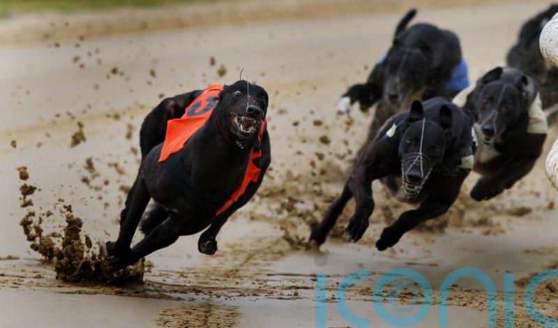 Greyhound track owner insists dogs well treated as MSPs consider call for ban