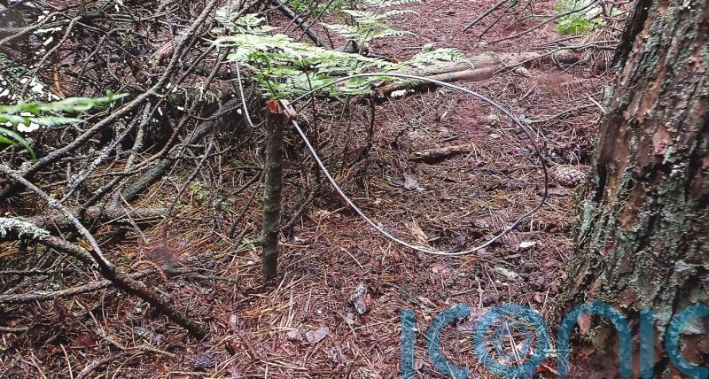 Campaigners highlight cases of pets caught in snares amid calls for outright ban