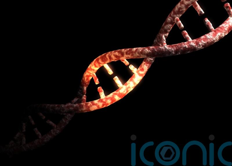 Rosalind Franklin ‘was an equal contributor in the discovery of DNA structure’