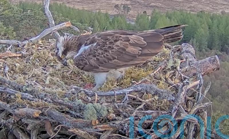 Famous osprey Dorcha lays first egg of the season