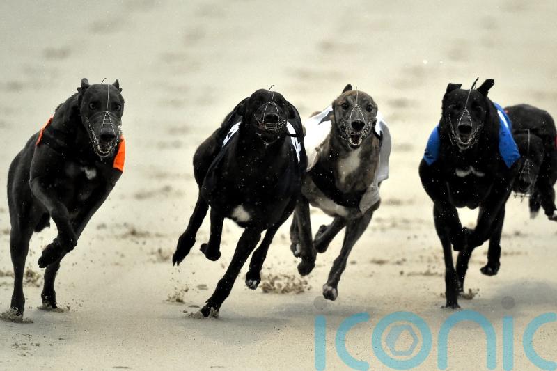 Ban on greyhound racing would drive sport underground, industry chief warns