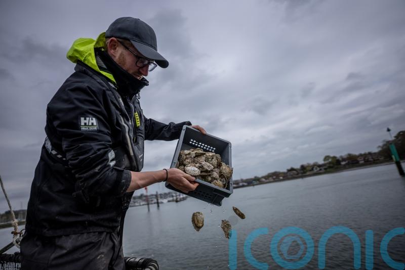 Nearly 15,000 oysters scattered into Hampshire river to create new habitat