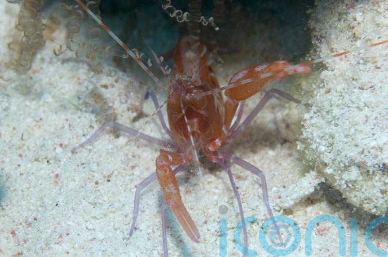 Scientists eavesdrop on underwater creatures to gain insights on ocean life