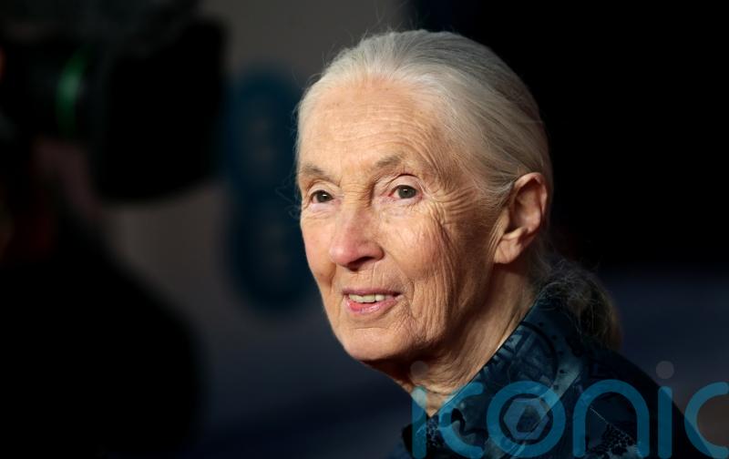 Jane Goodall ‘hopeful’ human intelligence will overcome climate crisis