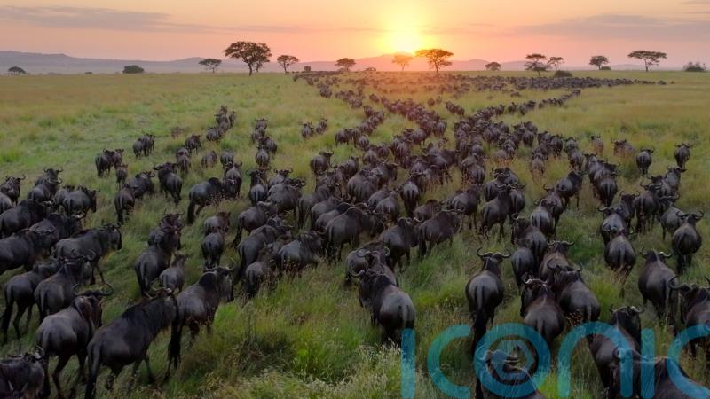 Netflix releases first trailer for Sir David Attenborough’s Our Planet II