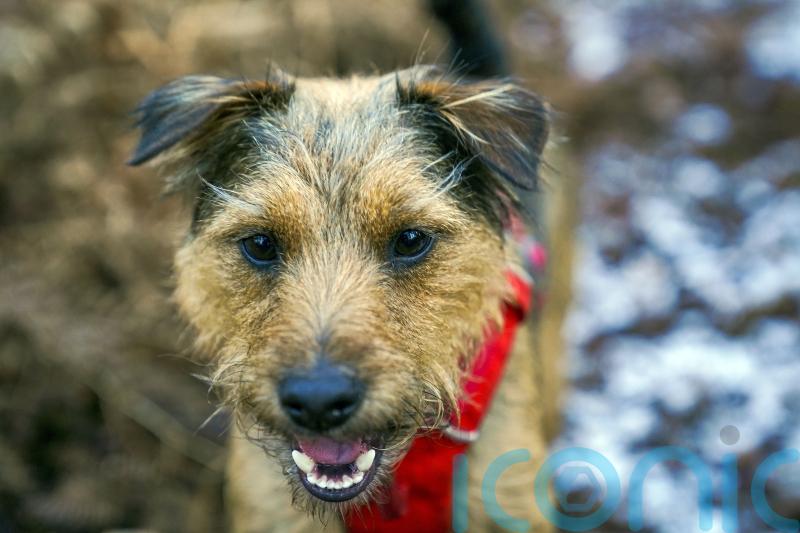 ‘Very high’ lead concentrations found in raw pheasant dog food