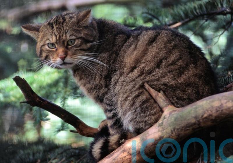 Scotland’s wildcat population at critically low level, new study finds