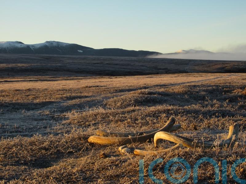 Tusk analysis reveals surging testosterone in male woolly mammoths – study