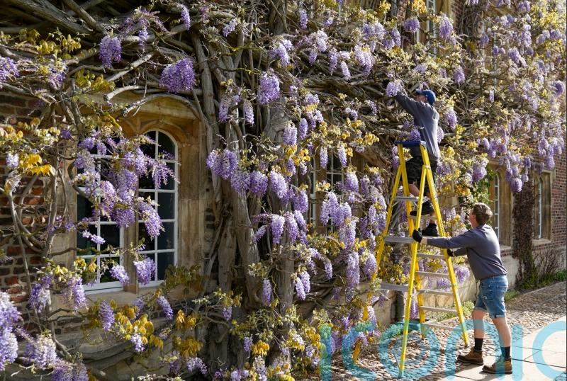 Wisteria more than 100 years old in bloom at University of Cambridge