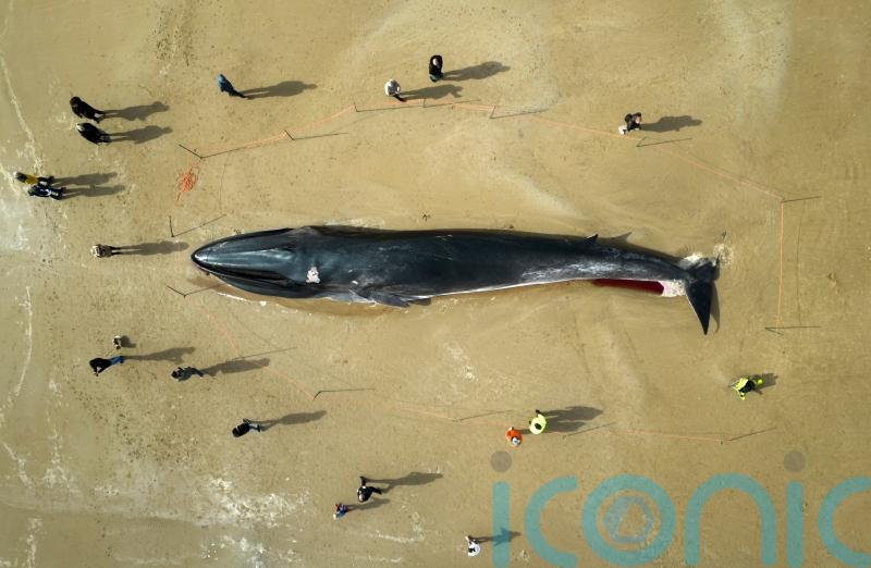 ‘Challenging operation’ removing dead fin whale from beach, says council