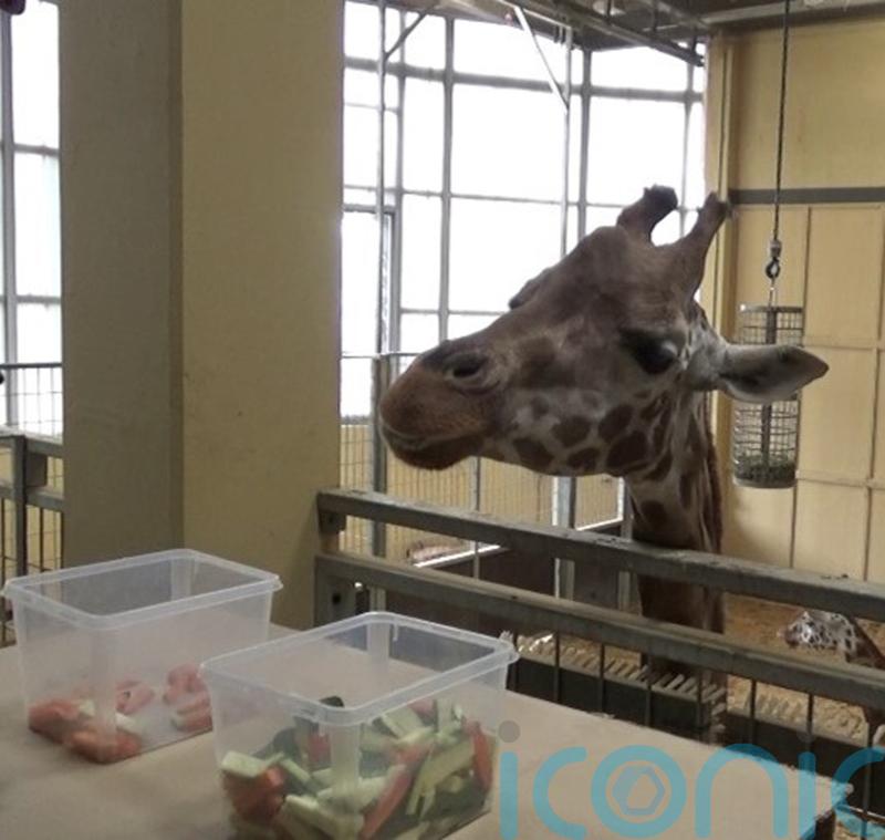 Giraffes can make predictions based on statistics, scientists suggest