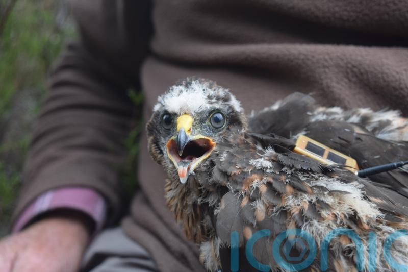 Rare hen harriers are going missing from English grouse moors, says RSPB