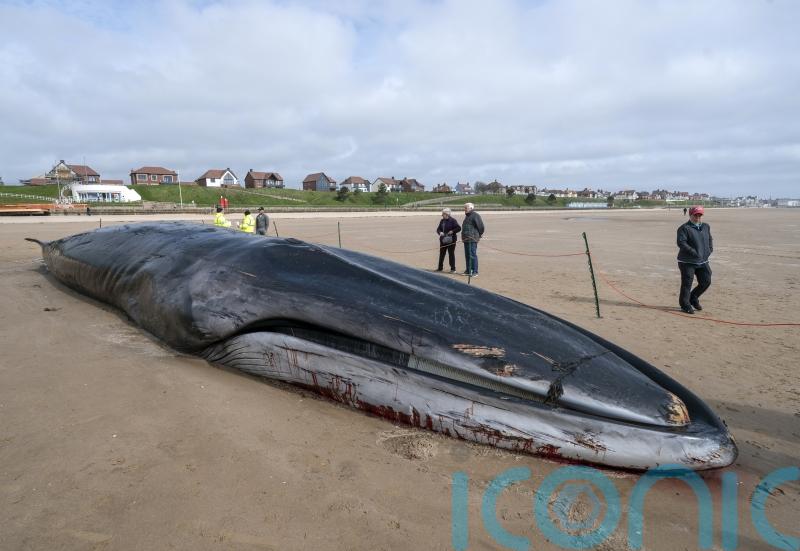 Whale removed from beach in biggest operation of its kind
