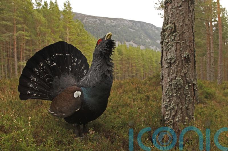 Scots urged to take extra care to safeguard wildlife while enjoying forests