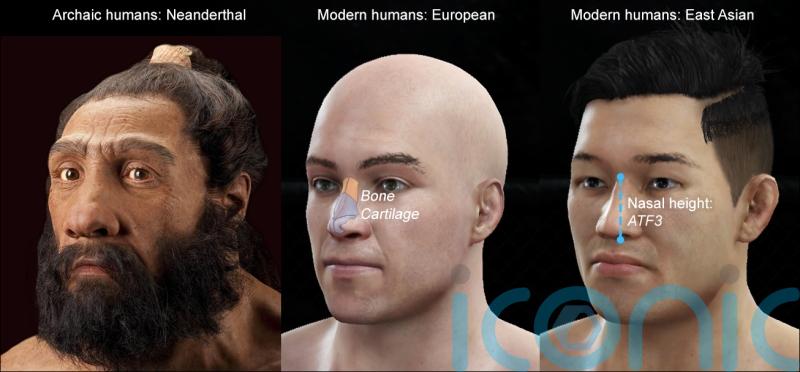 Humans may have inherited nose shape gene from Neanderthals, study suggests