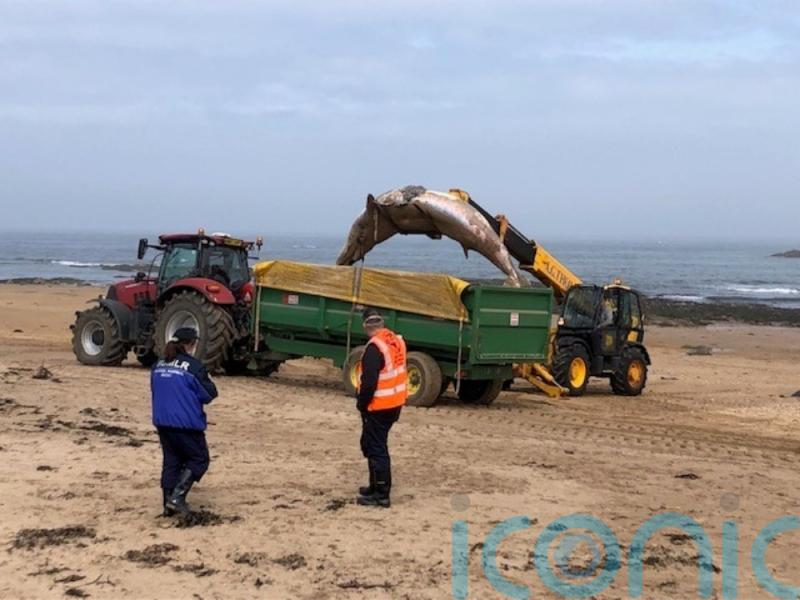 Second whale washes up on North Berwick beach