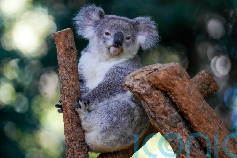First wild koalas caught and vaccinated against chlamydia