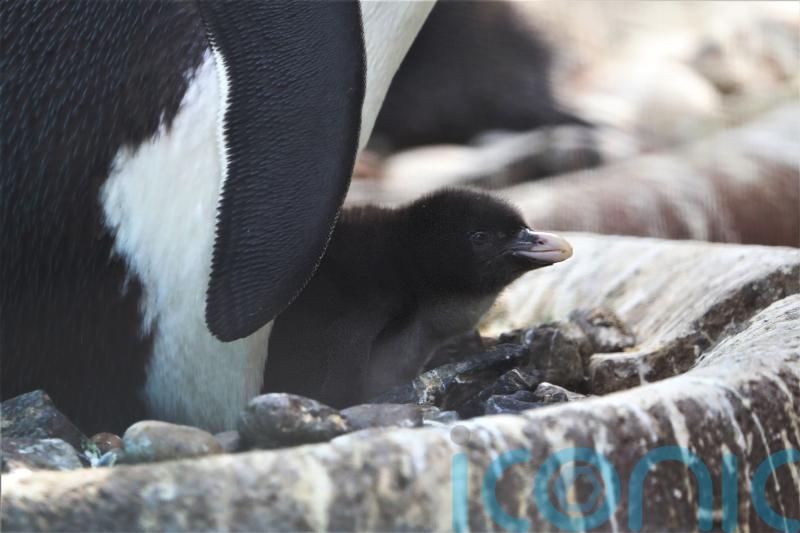 Edinburgh Zoo welcomes first penguin chick of the year