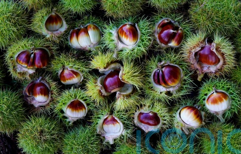 Citizen scientist volunteers needed to monitor sweet chestnut trees
