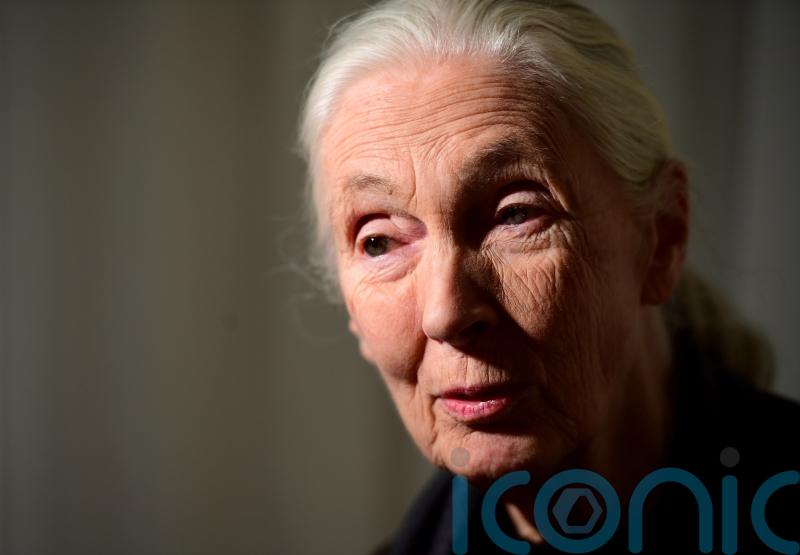 Jane Goodall calls for end to factory farming amid ‘extreme’ animal cruelty