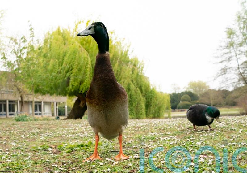 Famous University of York duck Long Boi feared to be dead