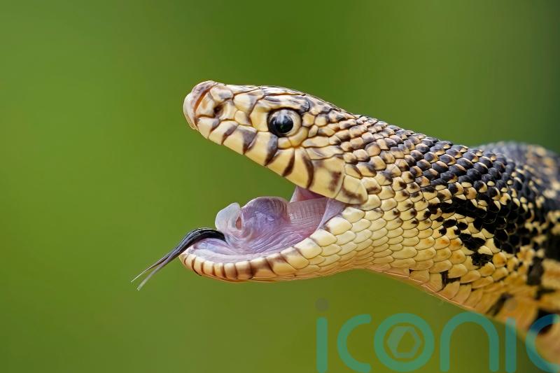 Snakes released into new home in Louisiana forest