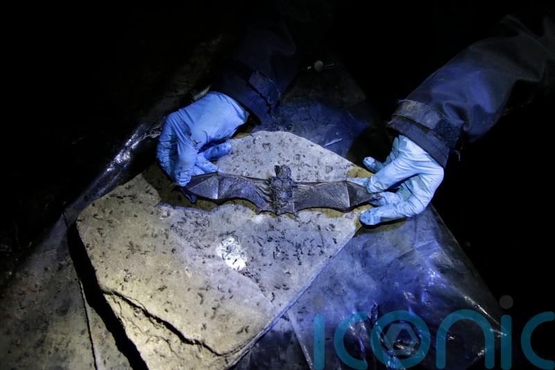 Tiny bats provide ‘glimmer of hope’ against a fungus threatening entire species