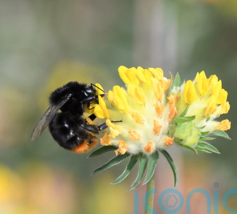 Bees flourishing thanks to new wildlife corridors in South Downs National Park